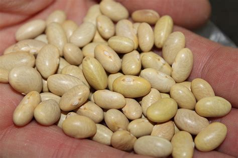 Peruvian beans. Things To Know About Peruvian beans. 